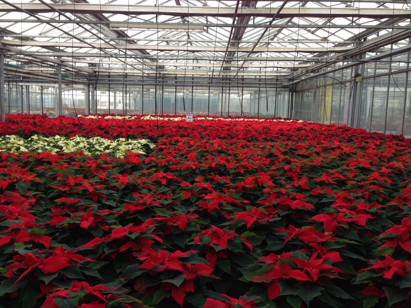 pepiniere-CHATEAUDOUBLE-min_poinsettia-210023